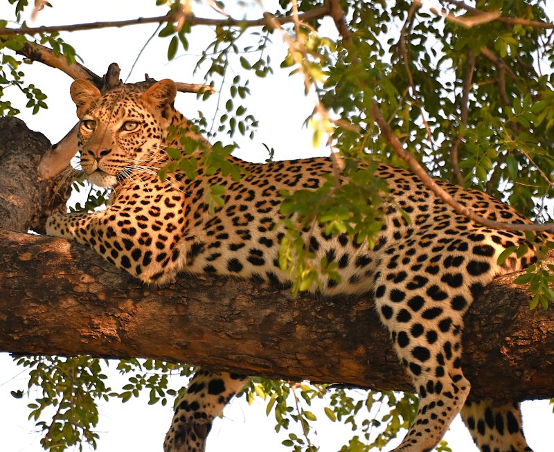 Zambia African Vet Safari - Image 2